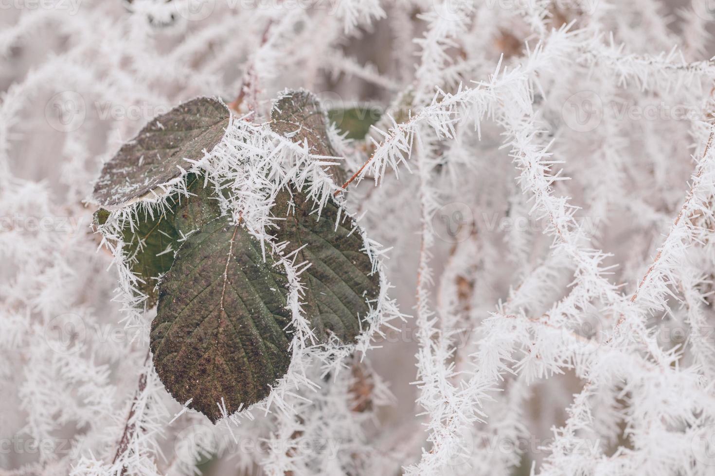 plantas congeladas no inverno com o gelo. plantas de inverno turquesa nos raios de sol. cena de inverno. retroiluminado turva beleza flores de inverno arte design. foto