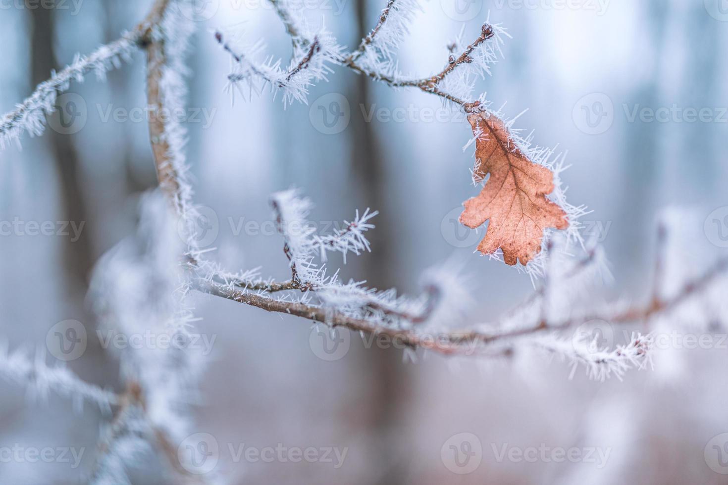 plantas congeladas no inverno com o gelo. plantas de inverno turquesa nos raios de sol. cena de inverno. retroiluminado turva beleza flores de inverno arte design. foto