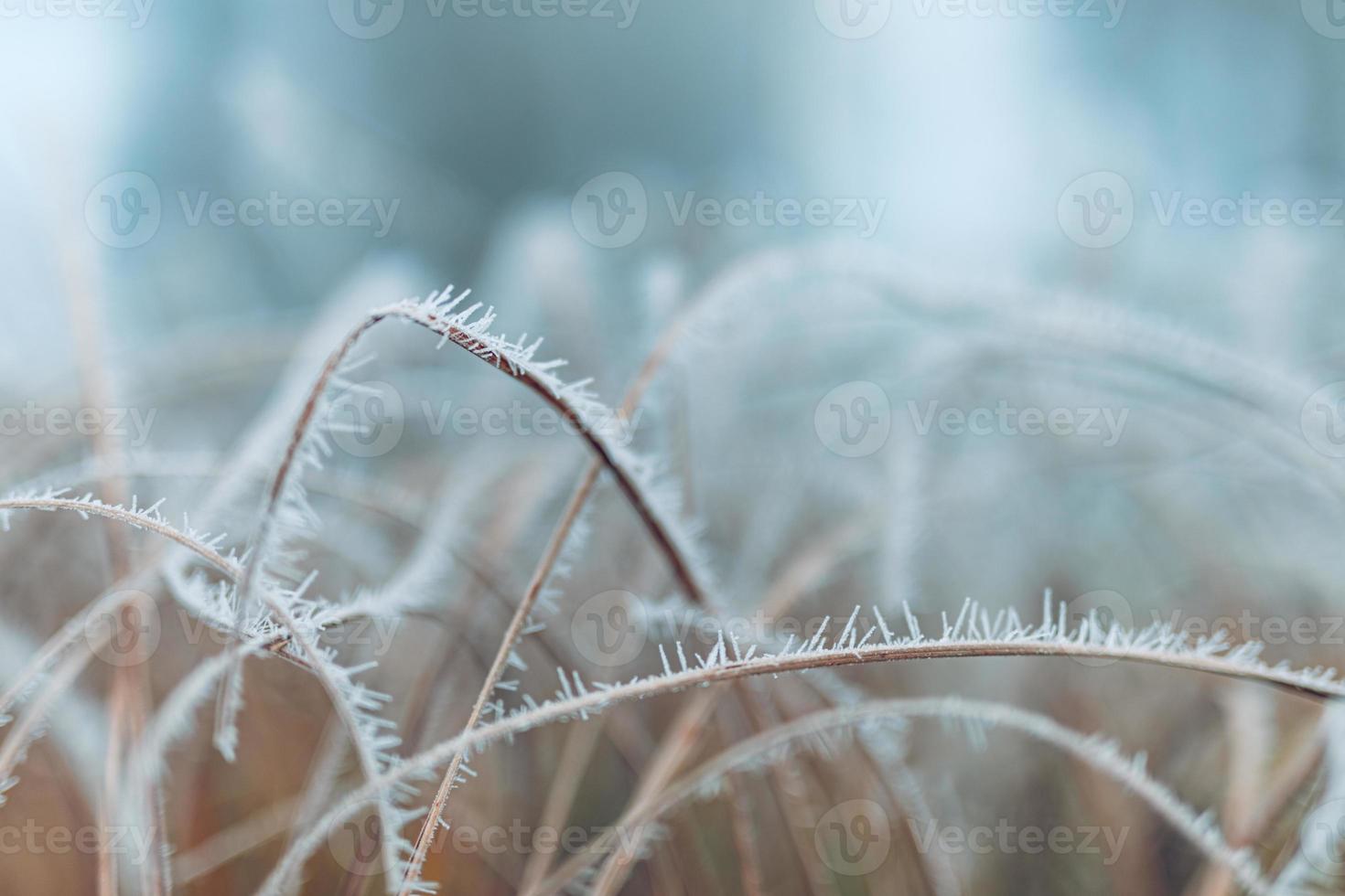 prado congelado cintilando à luz do nascer do sol, grama seca coberta de geada na manhã de inverno foto
