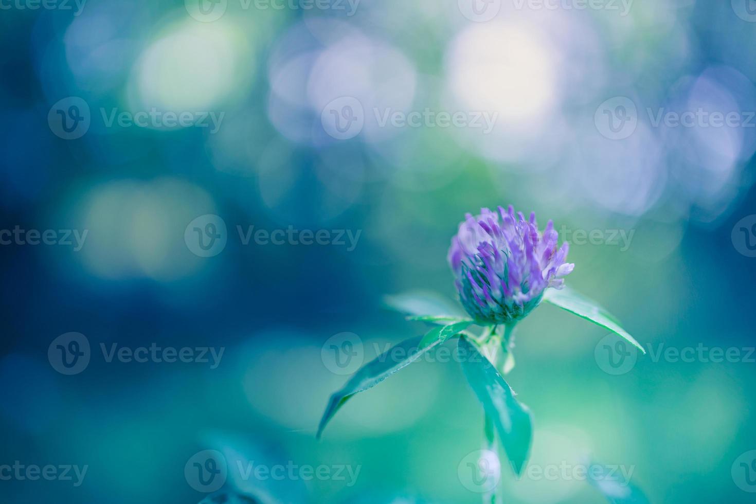 incrível fundo natural do pôr do sol de verão com flores rosa amarelas, margaridas, trevos na grama contra o amanhecer da manhã, bokeh turva natureza foto