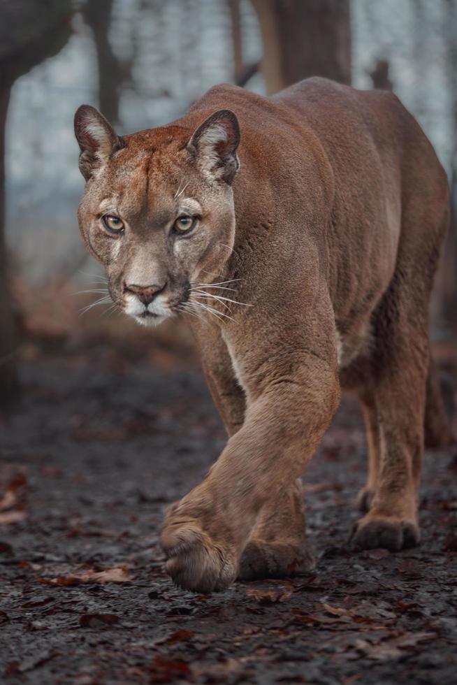 retrato de puma foto