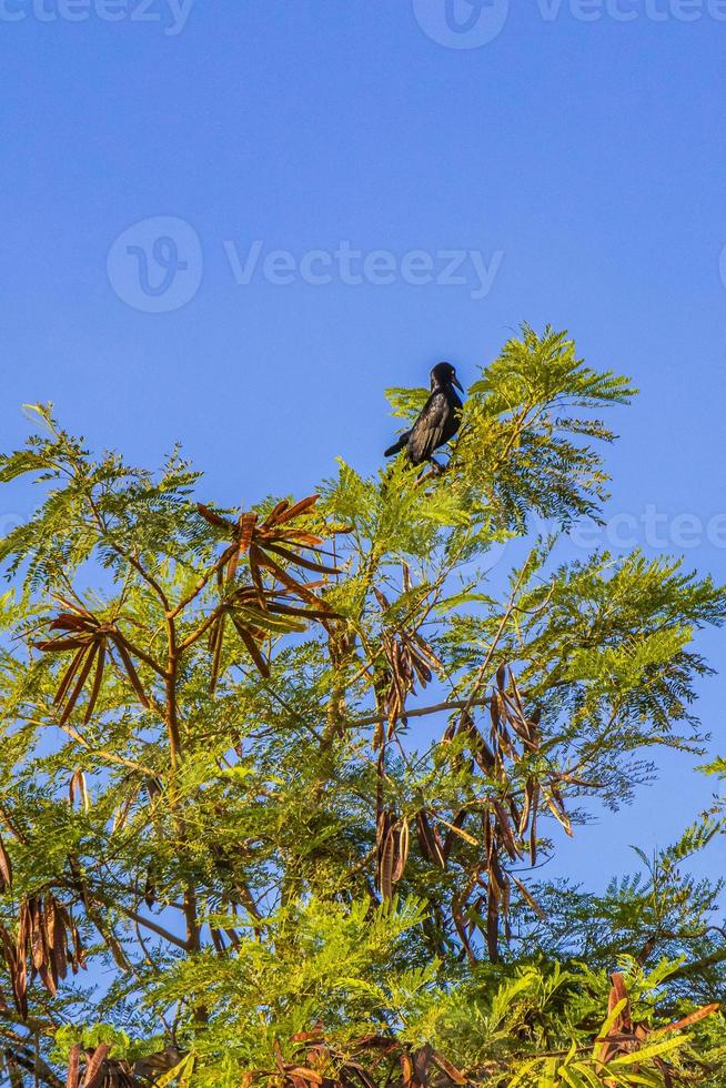 pássaro grackle-de-cauda-grande senta-se na copa da árvore tropical no méxico. foto