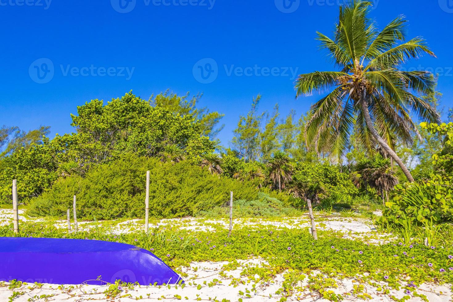 praia tropical natural 88 palmeira playa del carmen méxico. foto