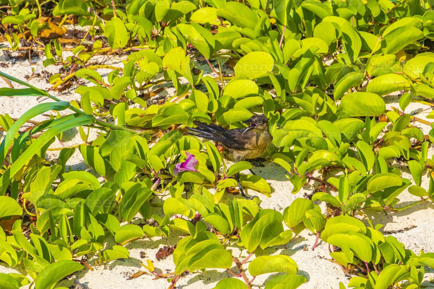 o pássaro grackle de cauda grande está esquentando a natureza na praia do méxico. foto