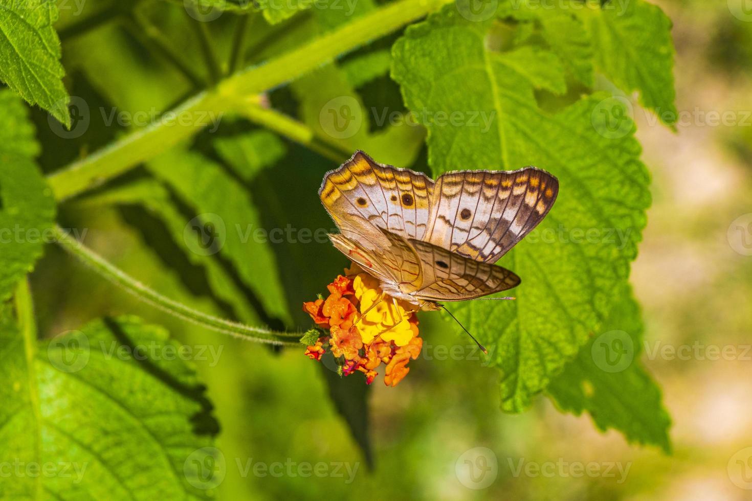 borboleta tropical na planta de flor na floresta e na natureza do México. foto