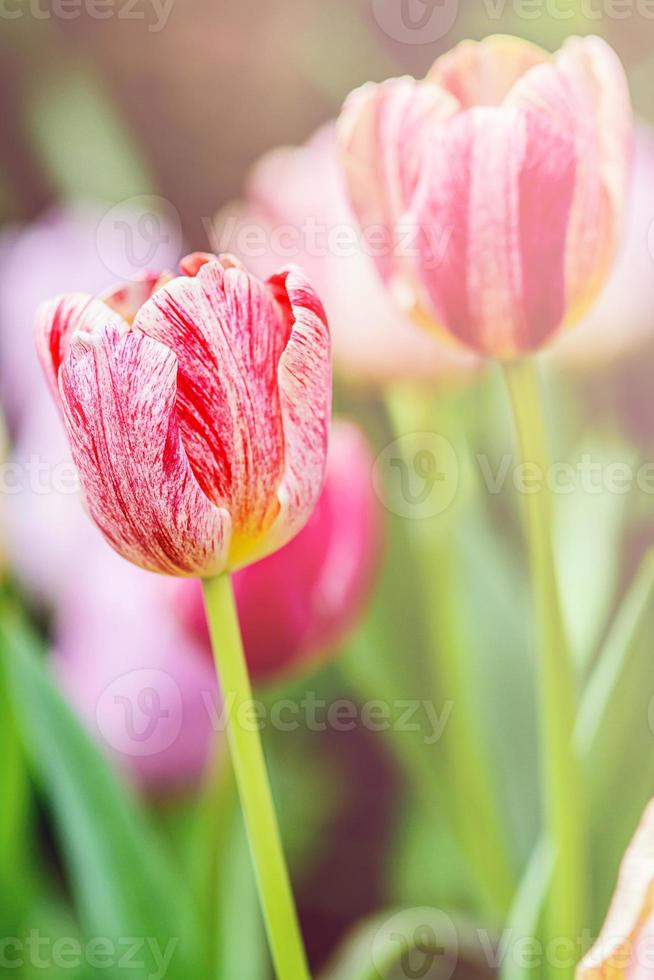 tons pastéis de tulipas. foto