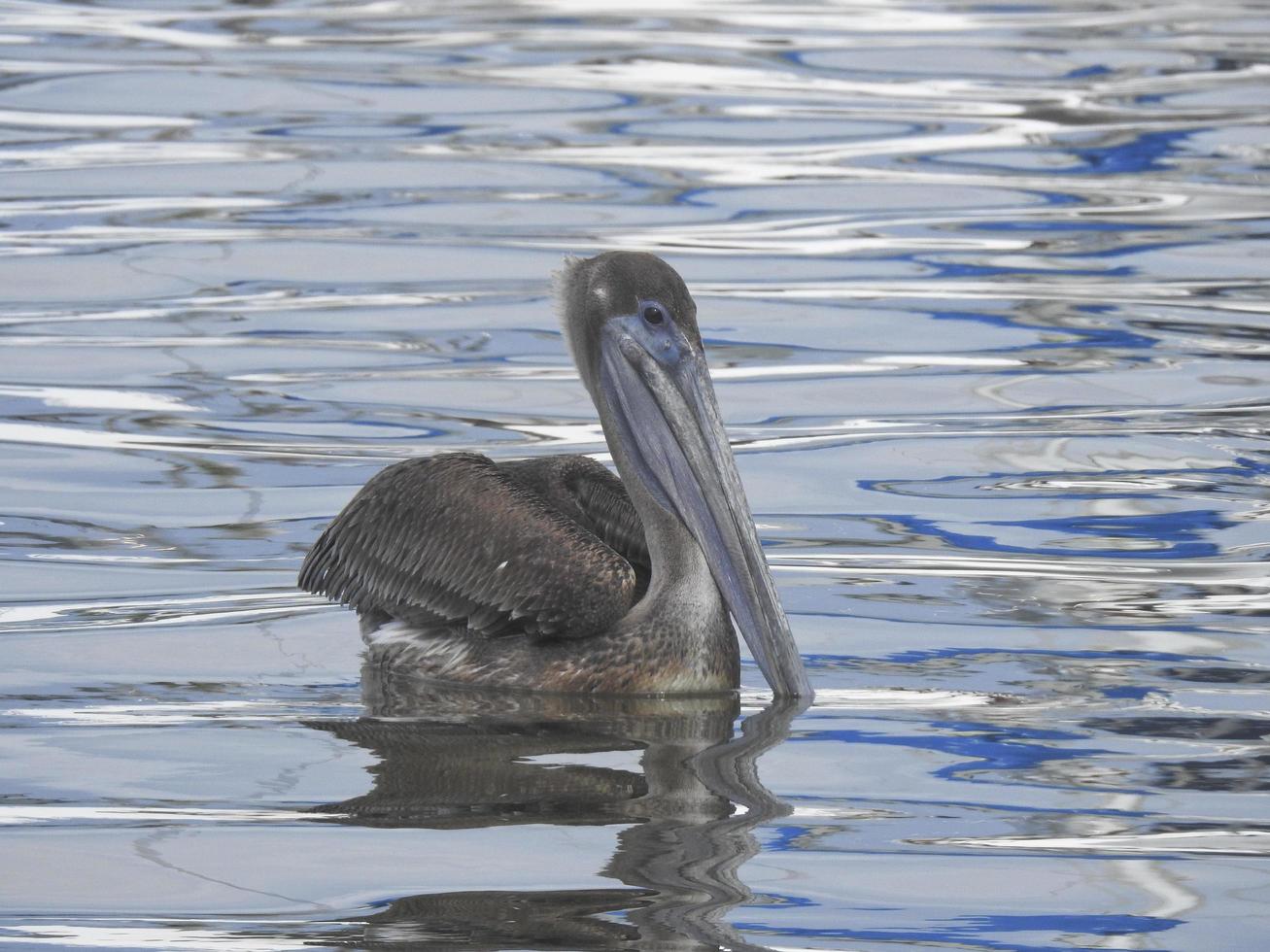 pelicano marrom 2 foto