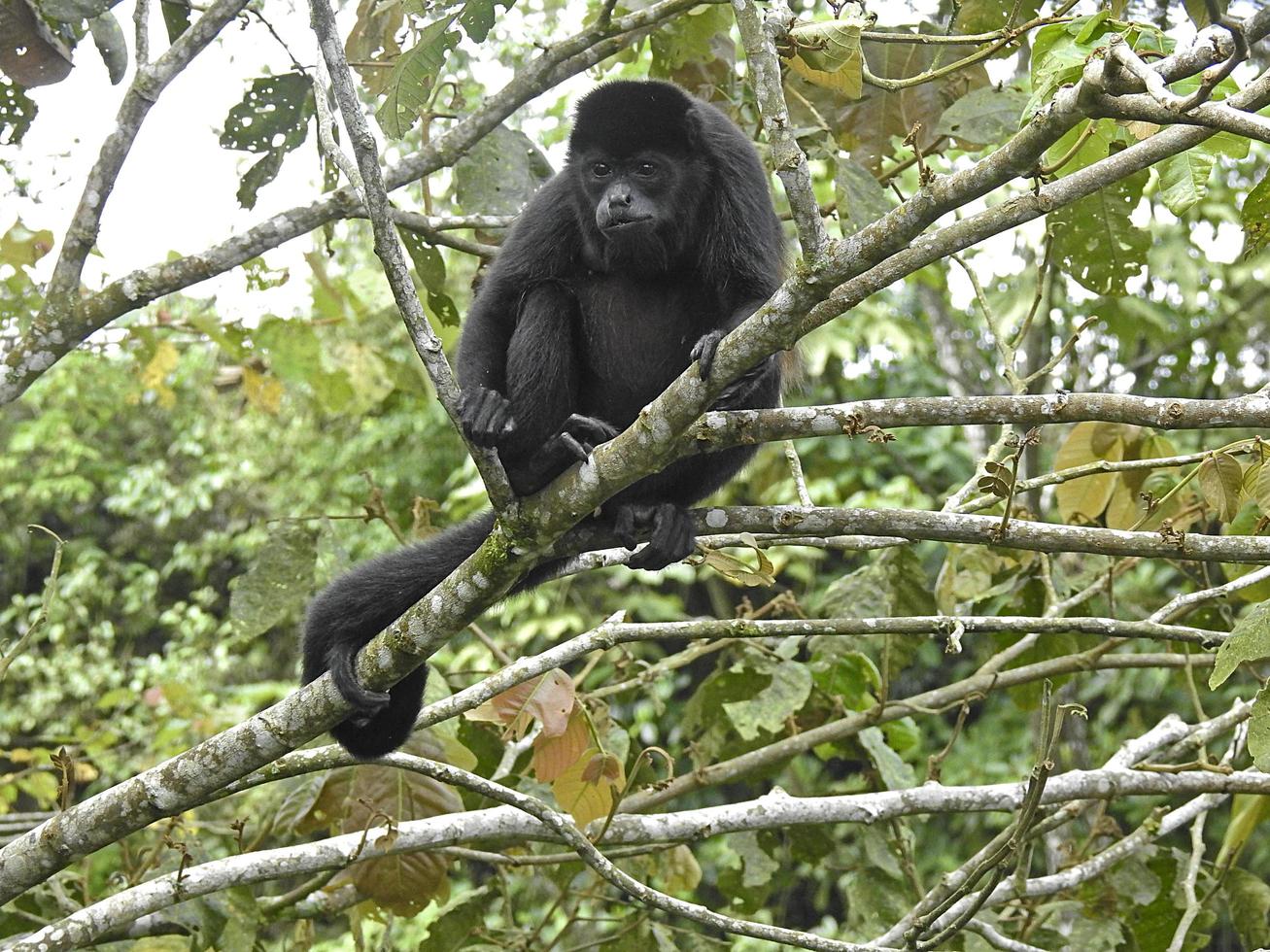 macaco bugio com manto 1 foto