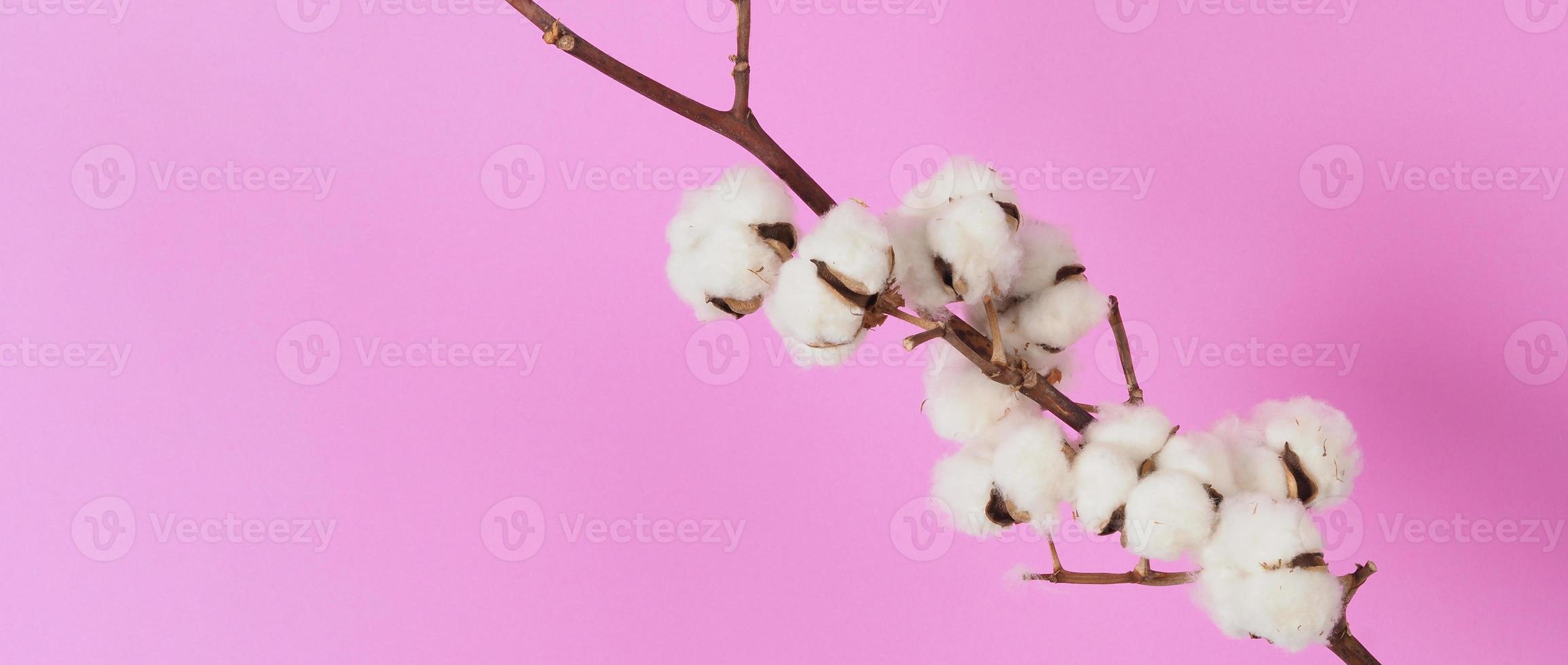 flores de algodão natural. ramos de flores de bolas de algodão branco e fundo rosa. foto