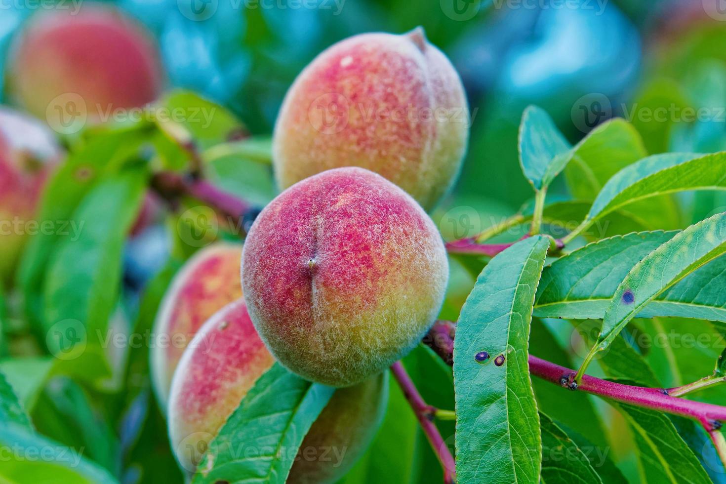 frutas doces de pêssego crescendo no galho de uma árvore de pessegueiro foto