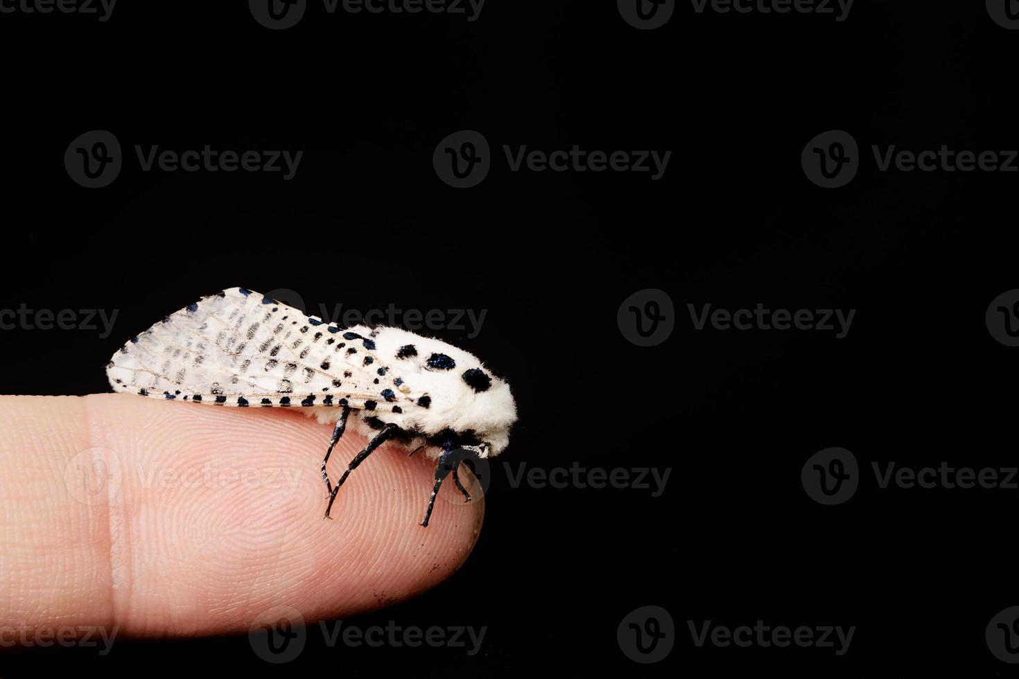 mariposa leopardo da madeira zeuzera pyrina em um fundo preto foto