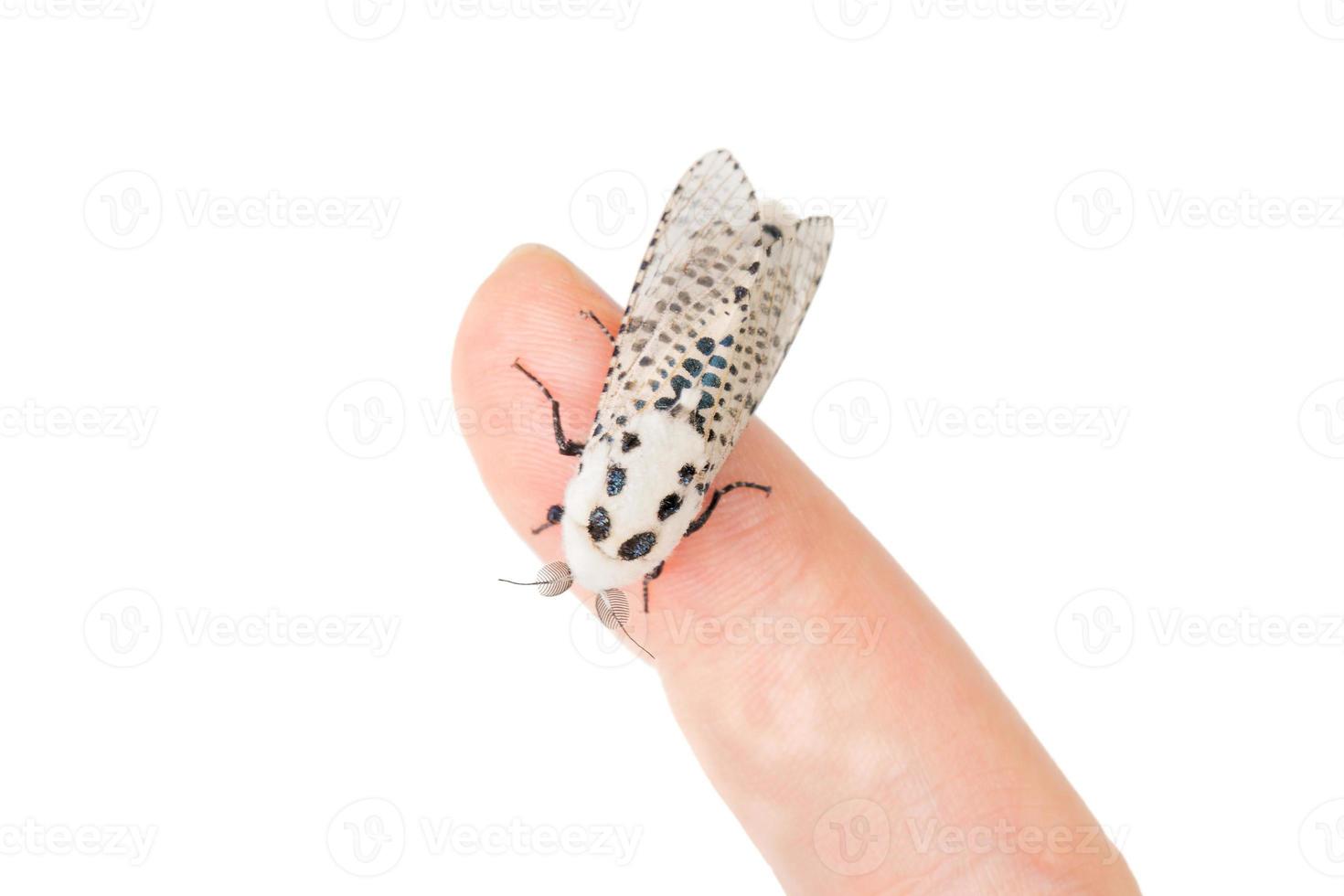 mariposa leopardo da madeira zeuzera pyrina em um fundo branco foto