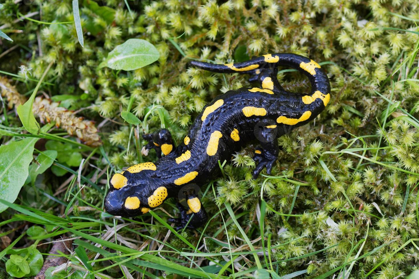 salamandra de fogo salamandra salamandra na natureza foto