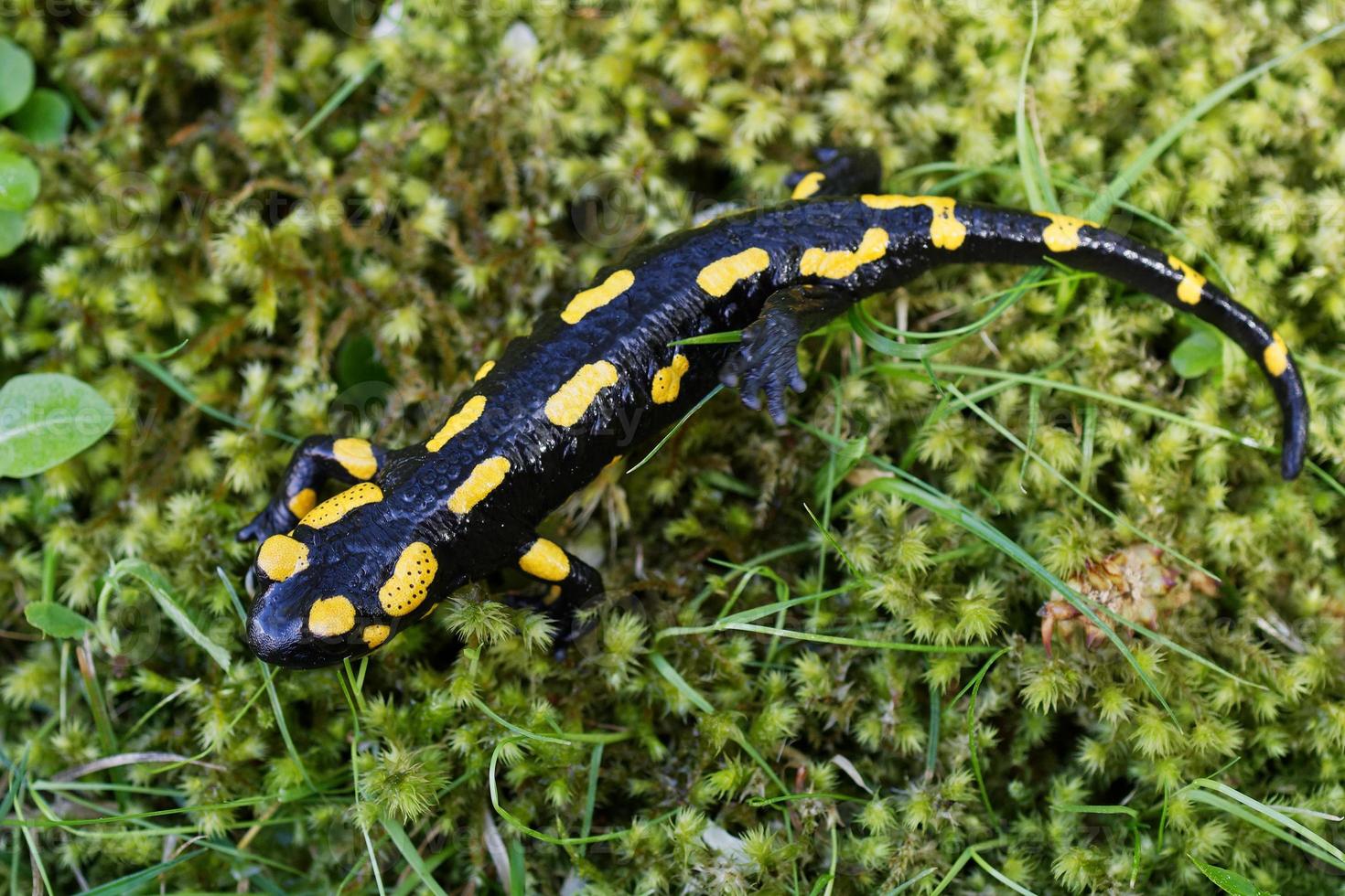 salamandra de fogo salamandra salamandra na natureza foto