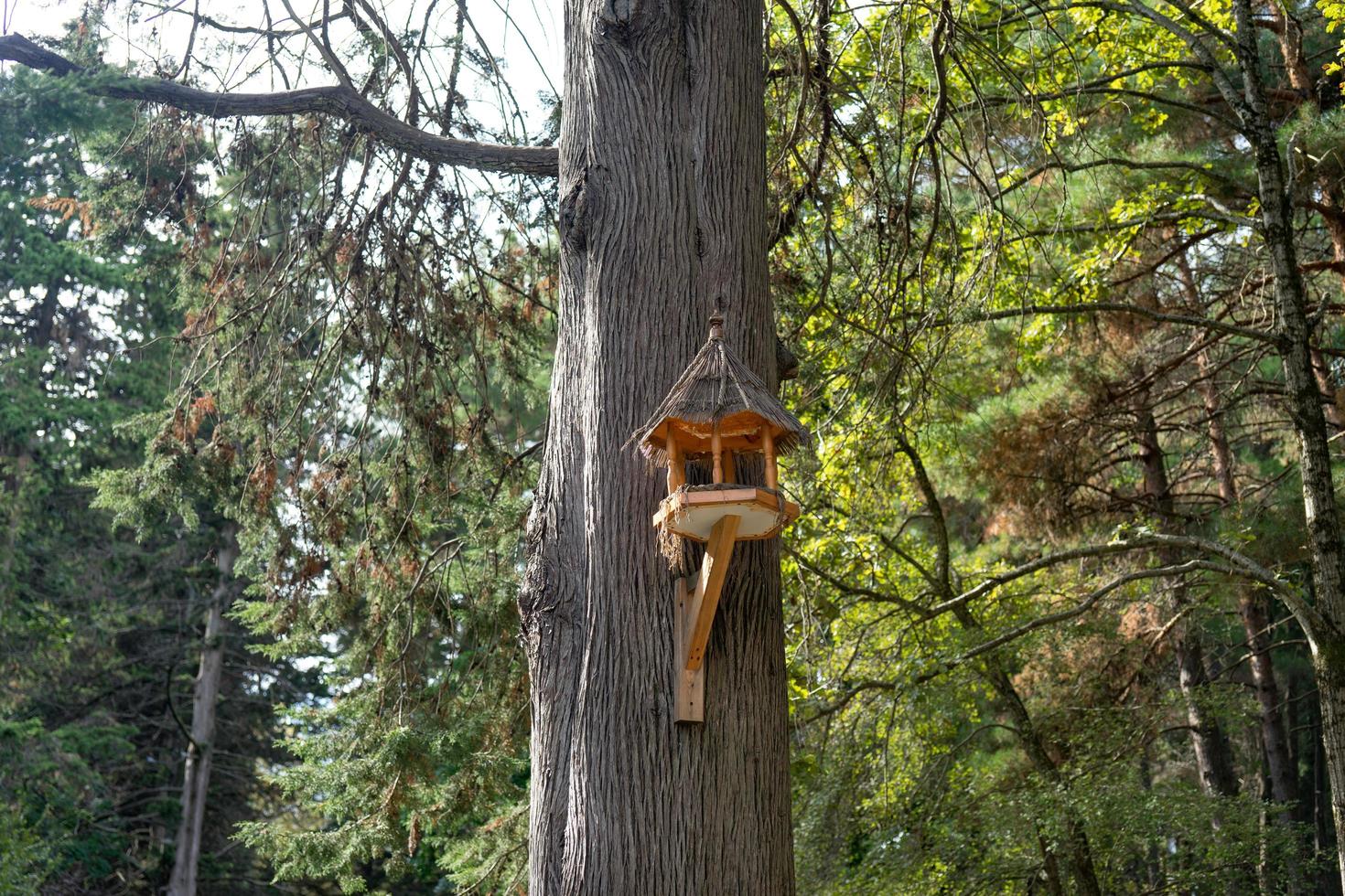 alimentadores de pássaros em árvores contra o céu no parque foto