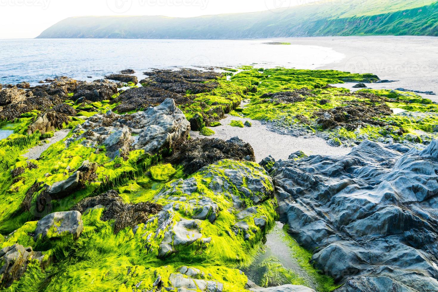 alga fresca na praia após a maré alta foto