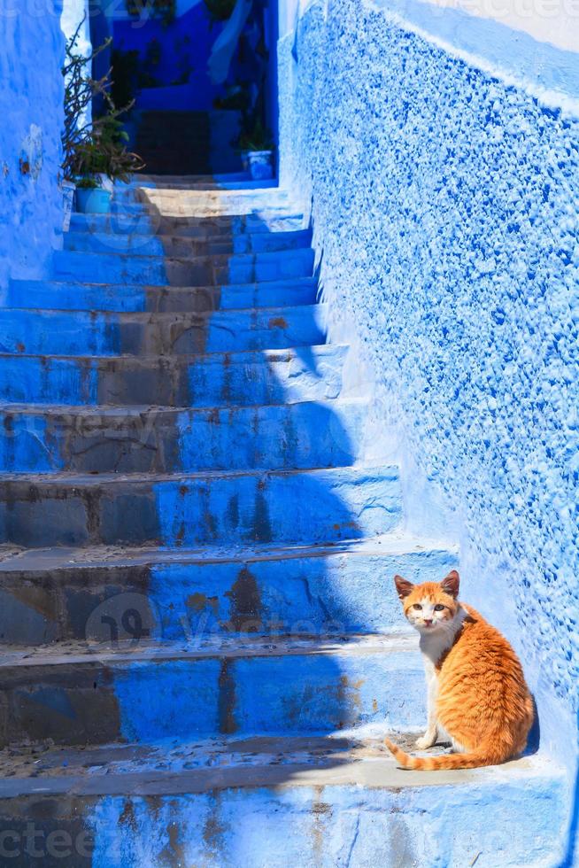 gato árabe em chefchaouen foto