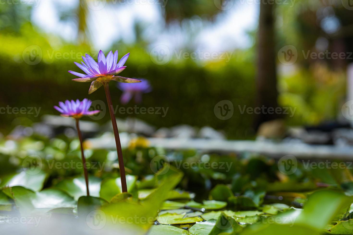 flores de lótus roxas no lago jardim tropical, lagoa. natureza floral com paisagem de selva borrada foto