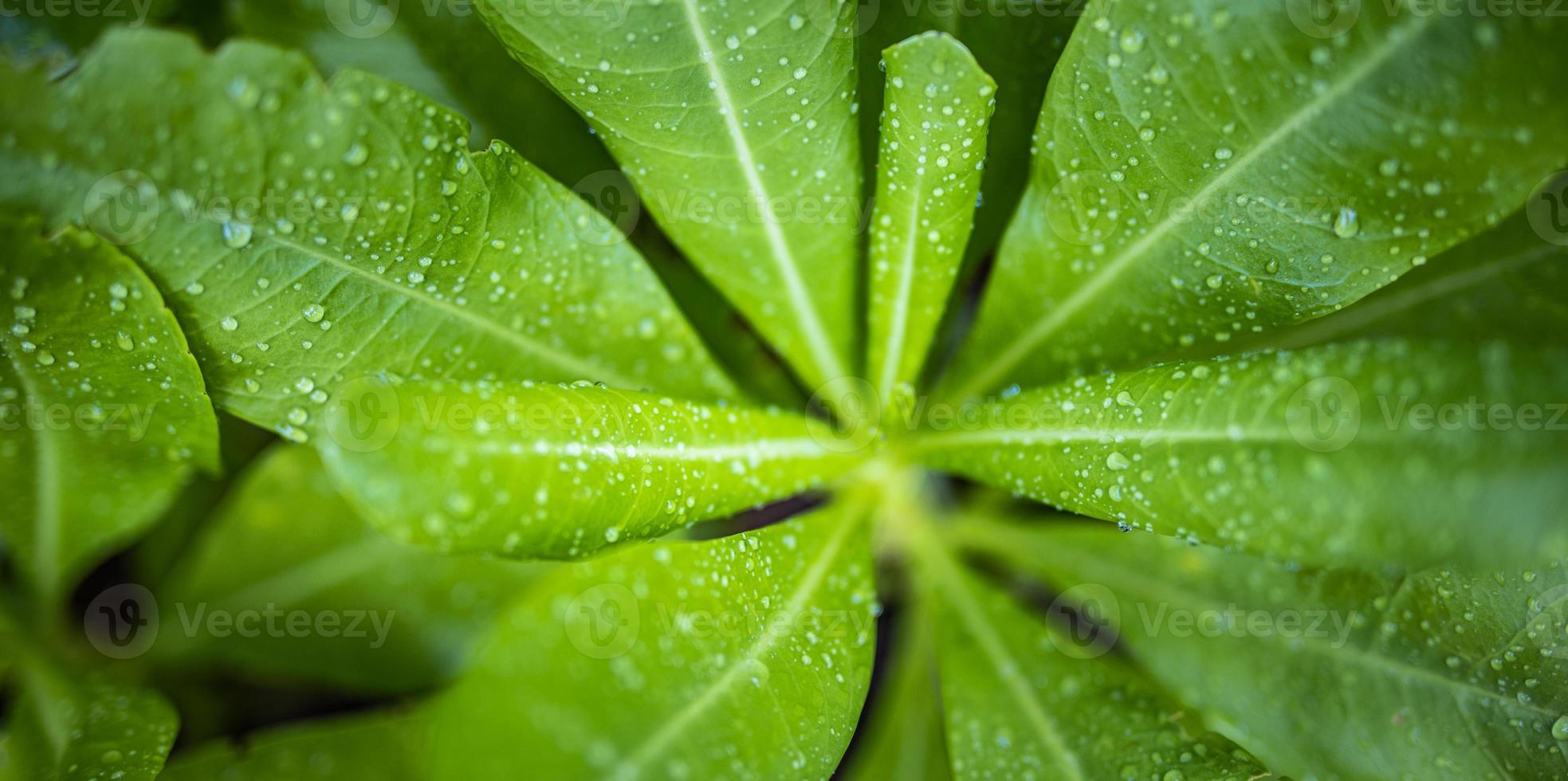 closeup opinião da natureza da folha verde de monstera e fundo de jardim natural exótico. postura plana, conceito de natureza escura, folha tropical foto