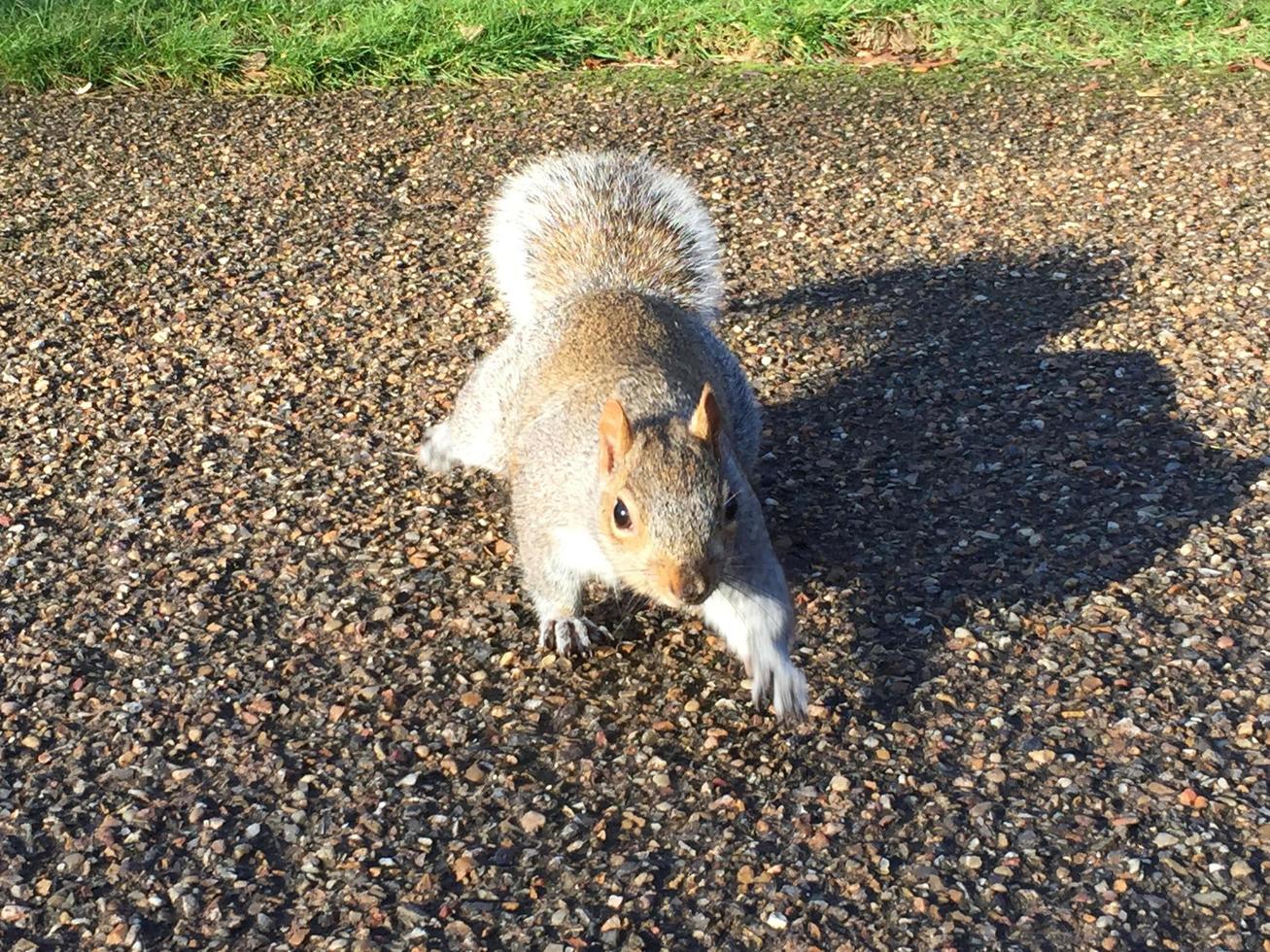 foto de paisagem de esquilo no parque de Greenwich, Londres, Inglaterra