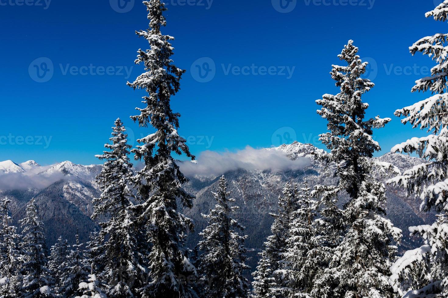 pinheiros cobertos de neve com cordilheira nublada ao fundo foto