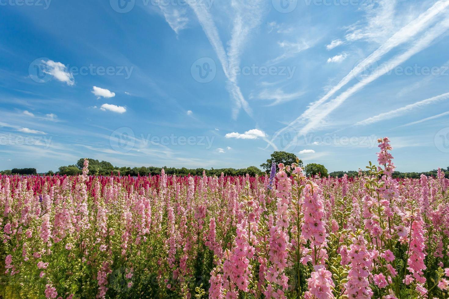 fazenda de flores delphinium foto