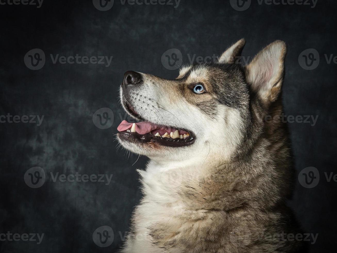 husky siberiano com olhos azuis foto