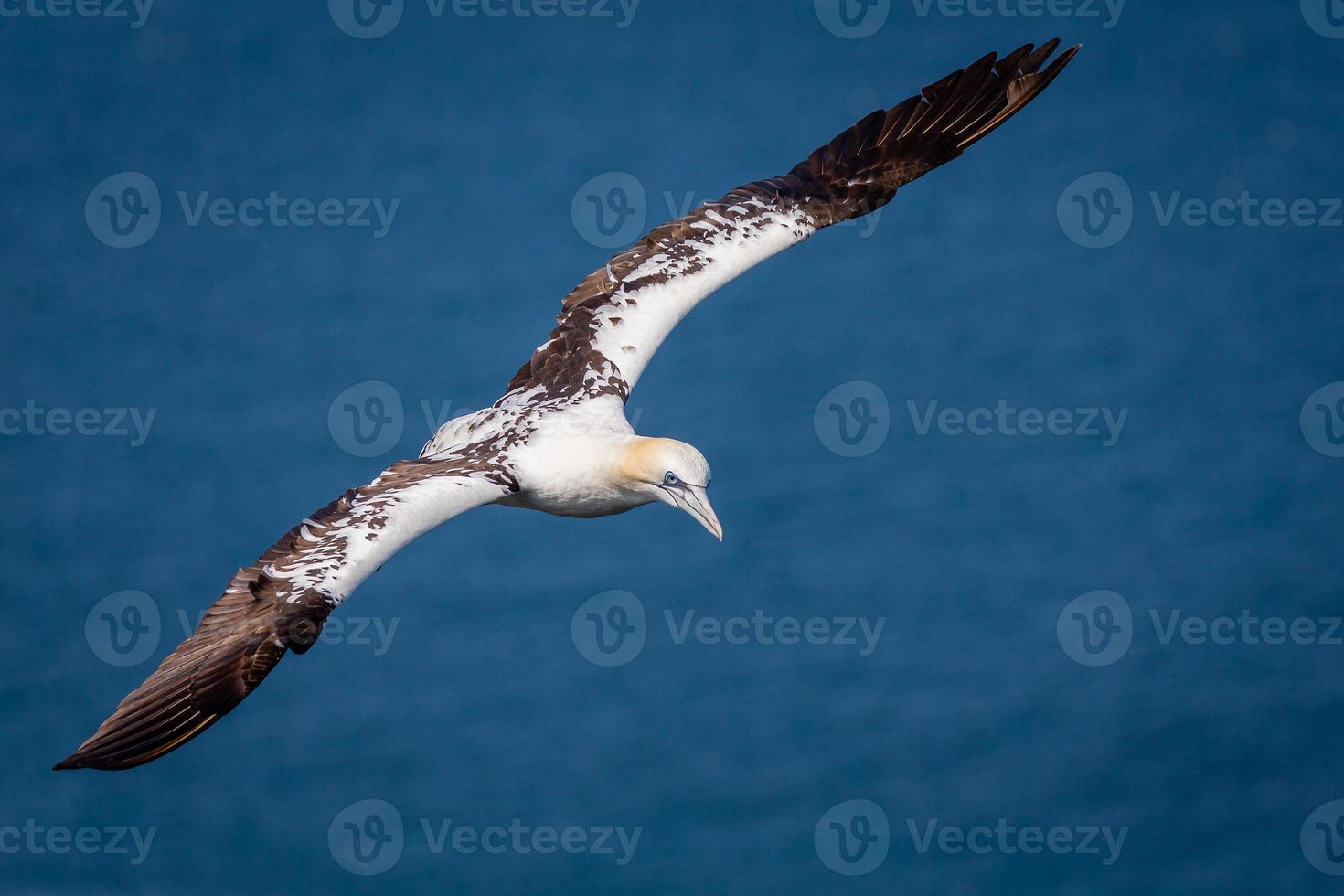 gannet do norte em voo no Reino Unido foto