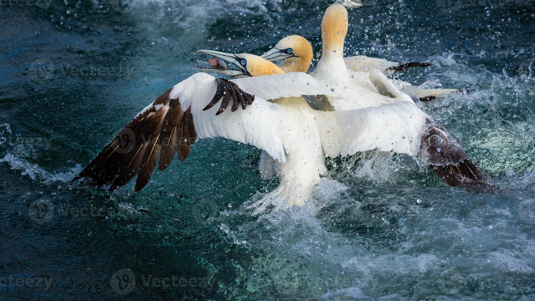 mergulho gannet do norte foto