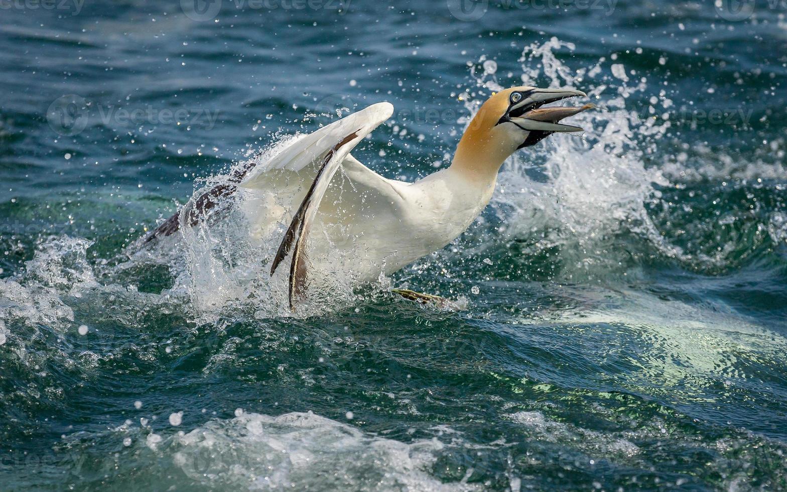 gannet do norte em voo no Reino Unido foto