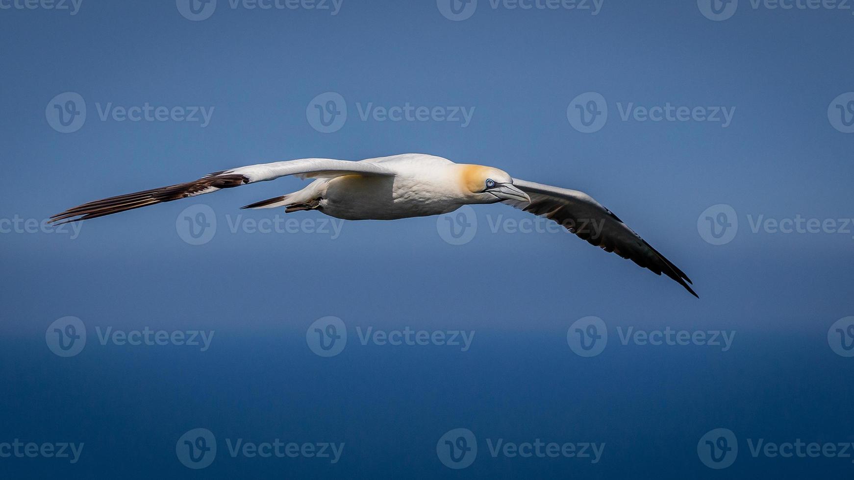 gannet do norte em voo no Reino Unido foto