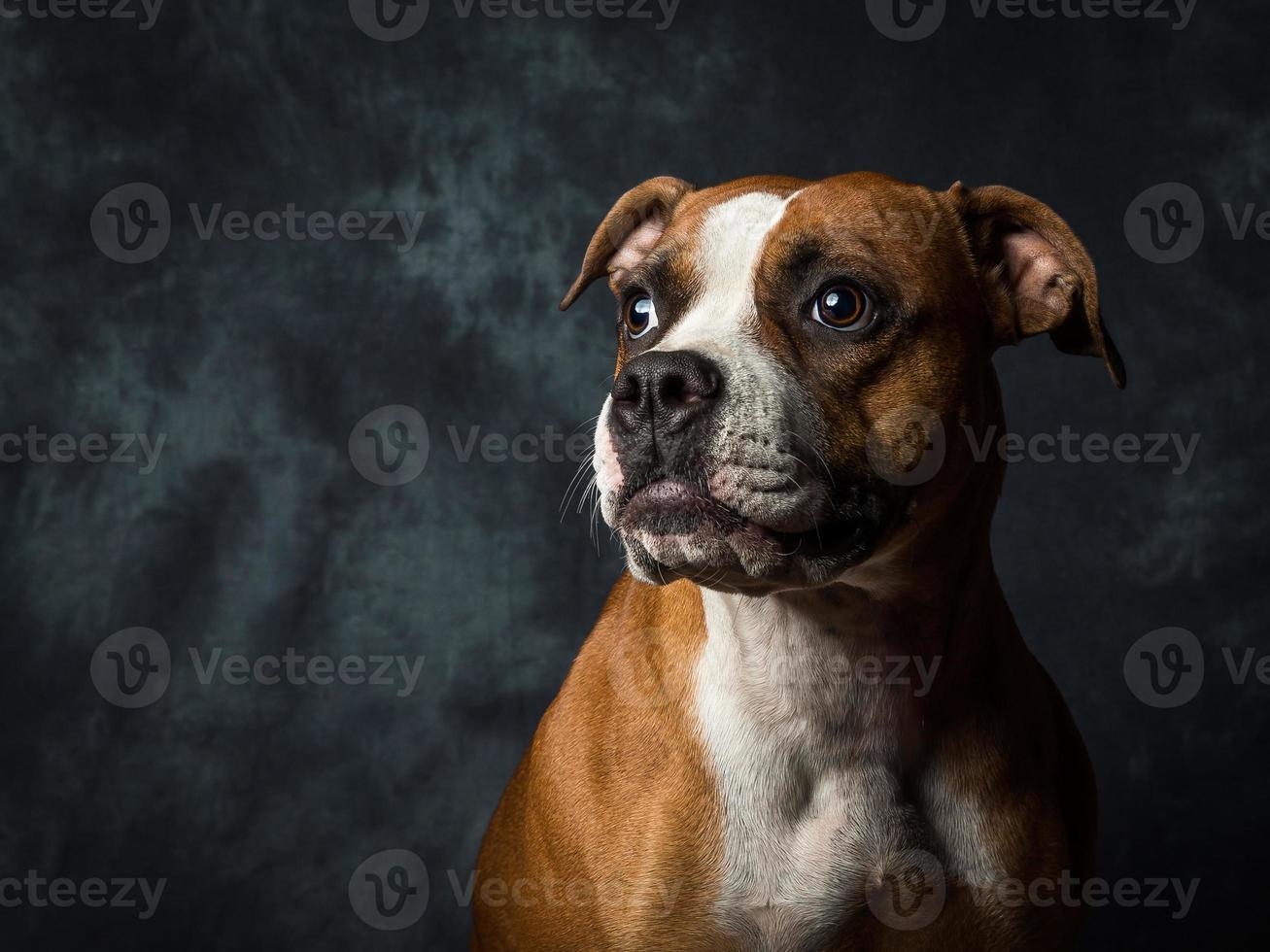 cachorro touro americano foto