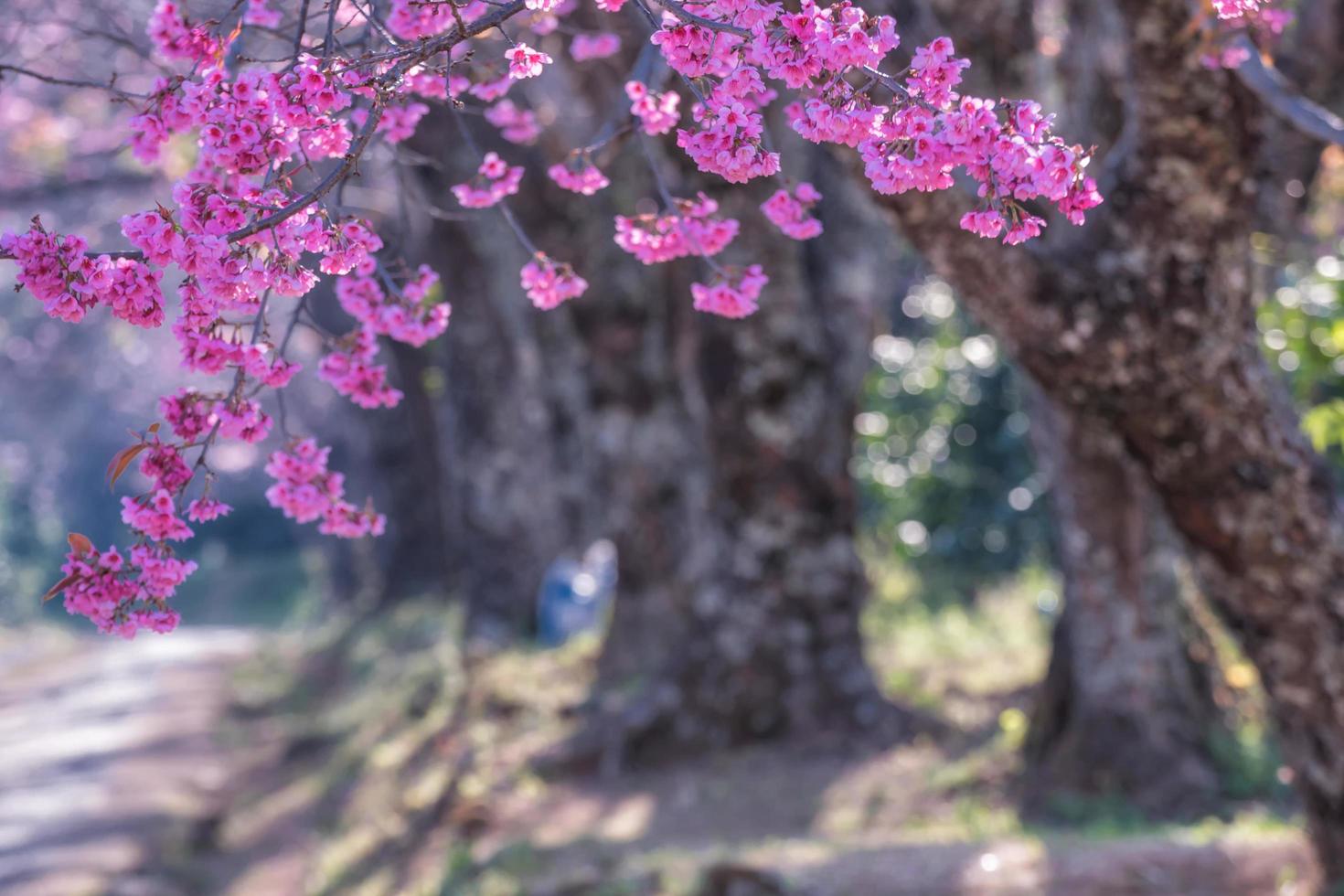 flor de cereja selvagem do Himalaia. foto