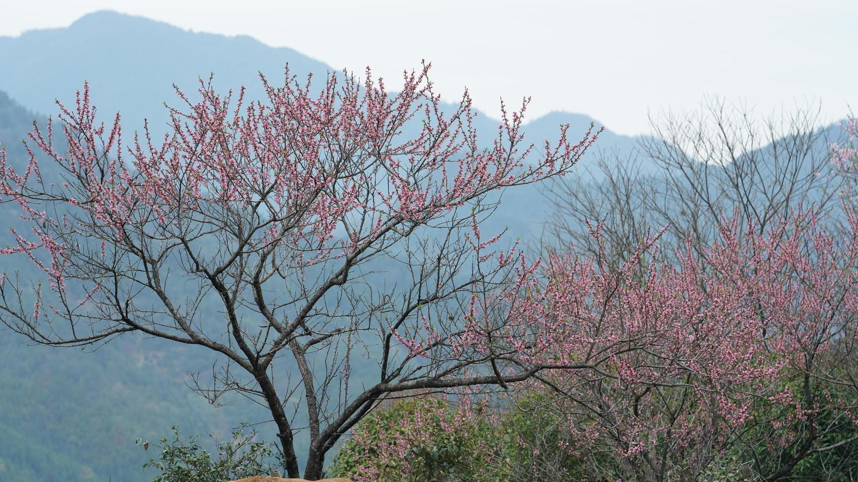 as belas flores de pêssego florescendo no campo selvagem na primavera foto