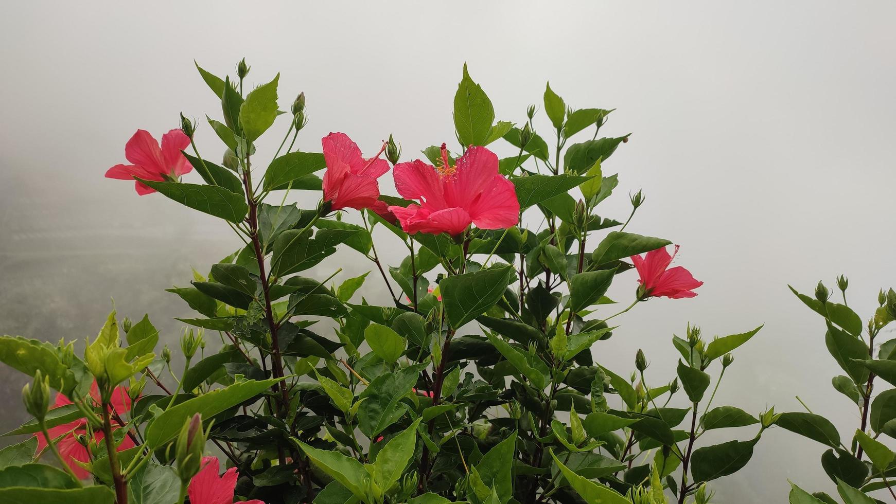 uma árvore florescendo com flores cor de rosa no fundo das montanhas foto