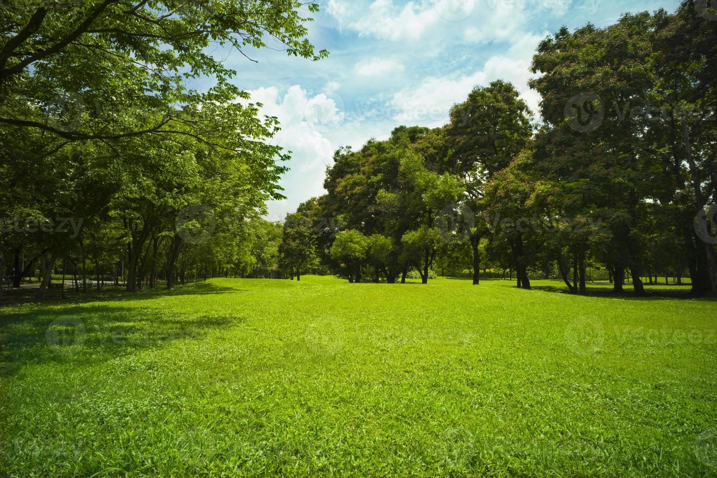 linda grama verde no parque foto