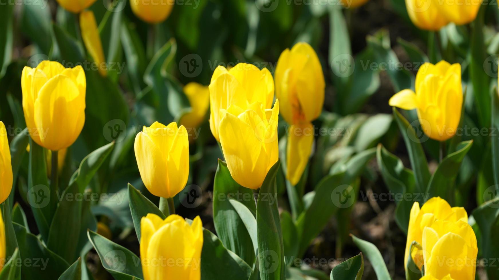 as lindas flores de tulipa amarela que desabrocham no parque da China na primavera foto