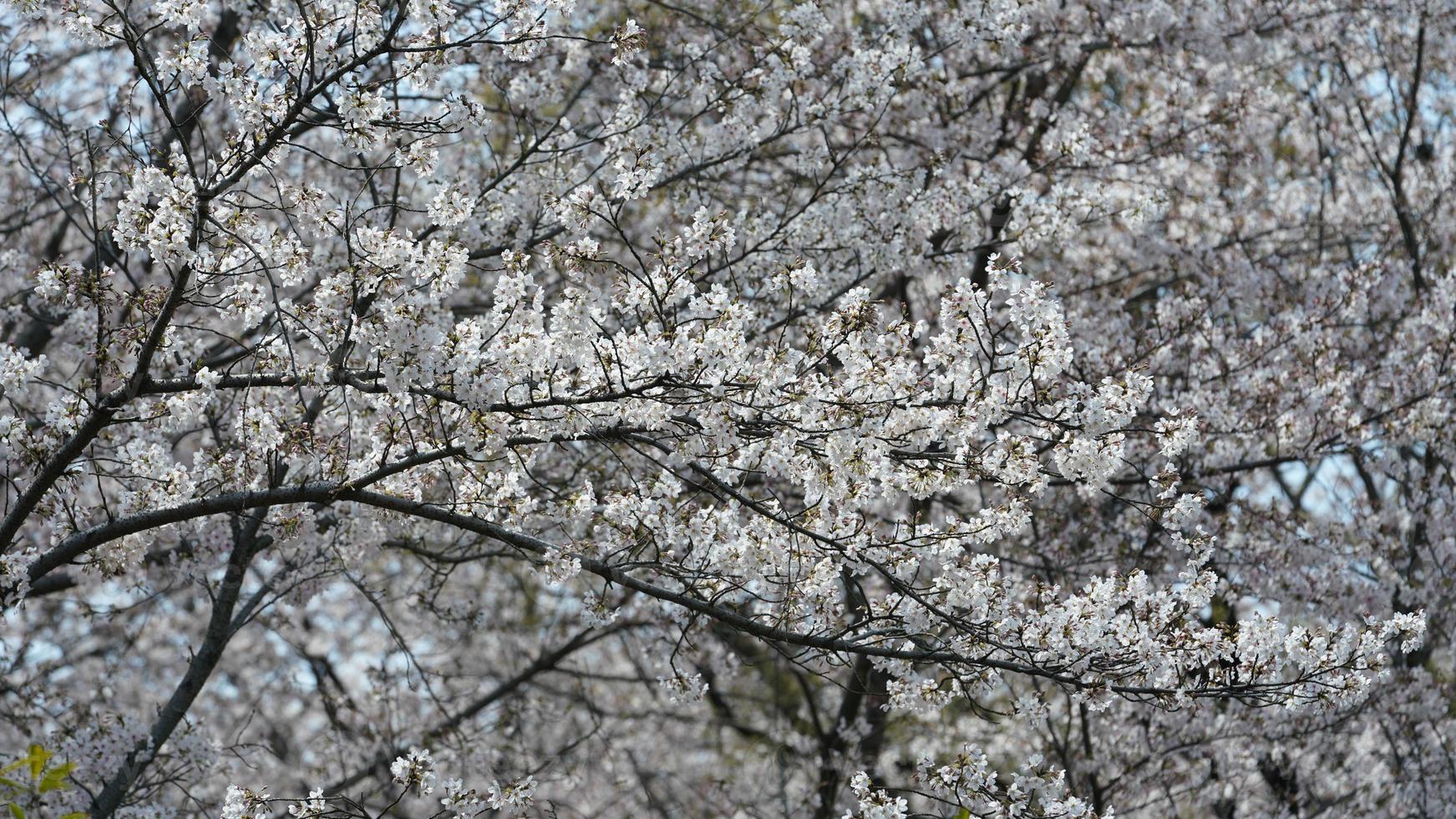 as lindas flores de cerejeira branca que desabrocham no parque da China na primavera foto