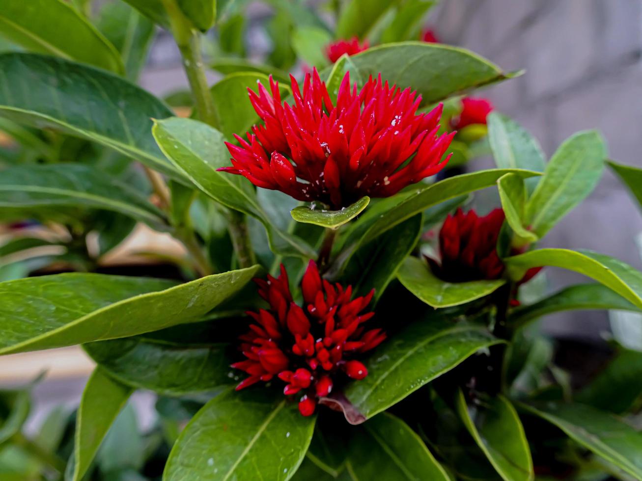 flor ixora vermelha no jardim 4918374 Foto de stock no Vecteezy