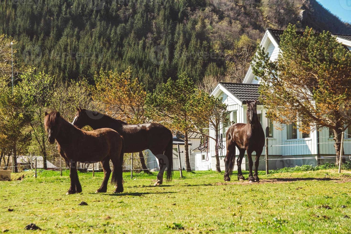 cavalos pastam em um gramado verde contra o pano de fundo de uma casa e montanhas. cavalos pastando na grama verde em uma fazenda foto