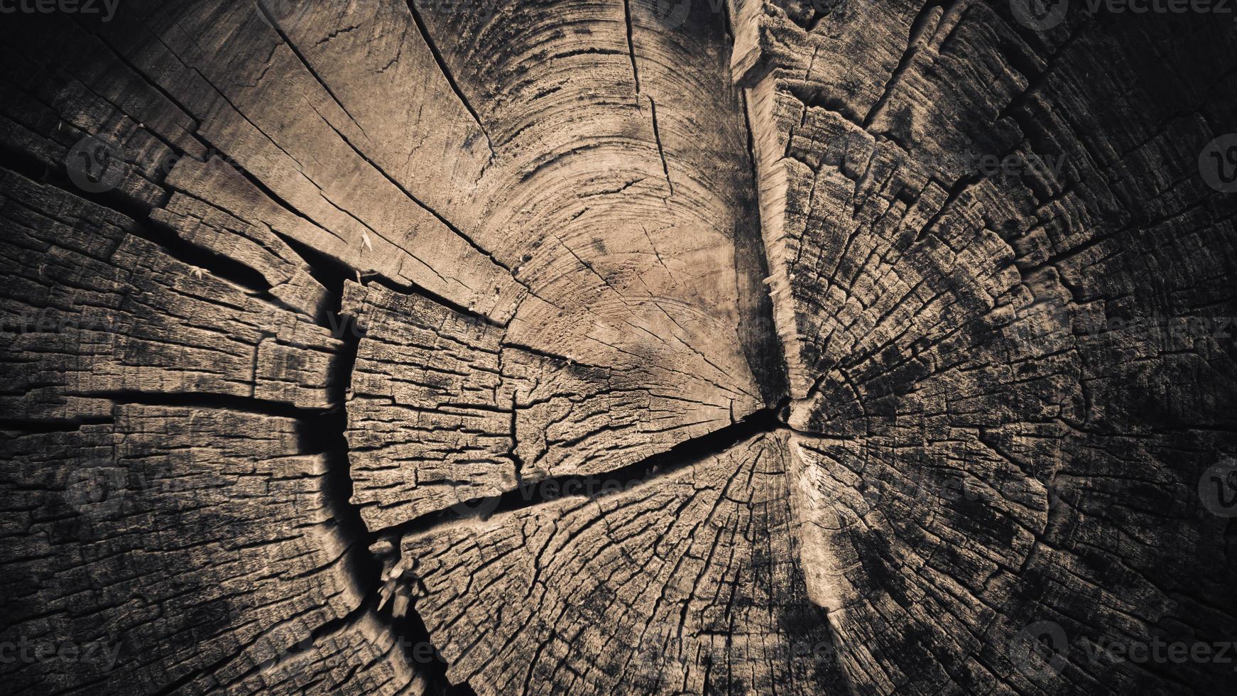 textura de um velho toco carbonizado na floresta foto