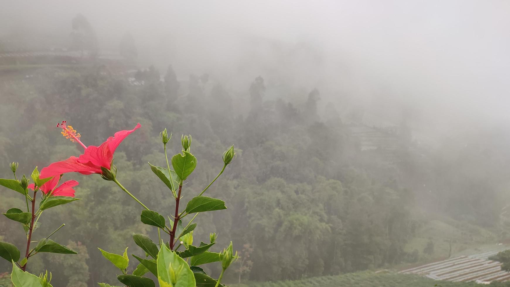 uma árvore florescendo com flores cor de rosa no fundo das montanhas foto