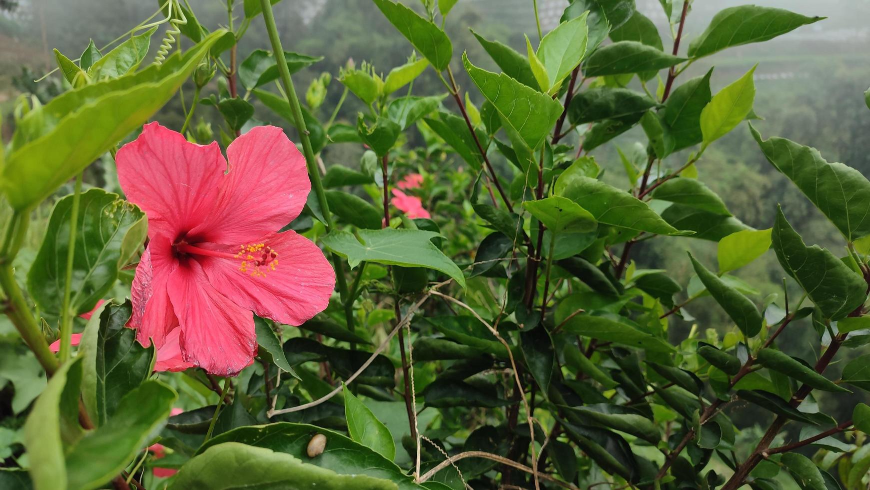 uma árvore florescendo com flores cor de rosa no fundo das montanhas foto