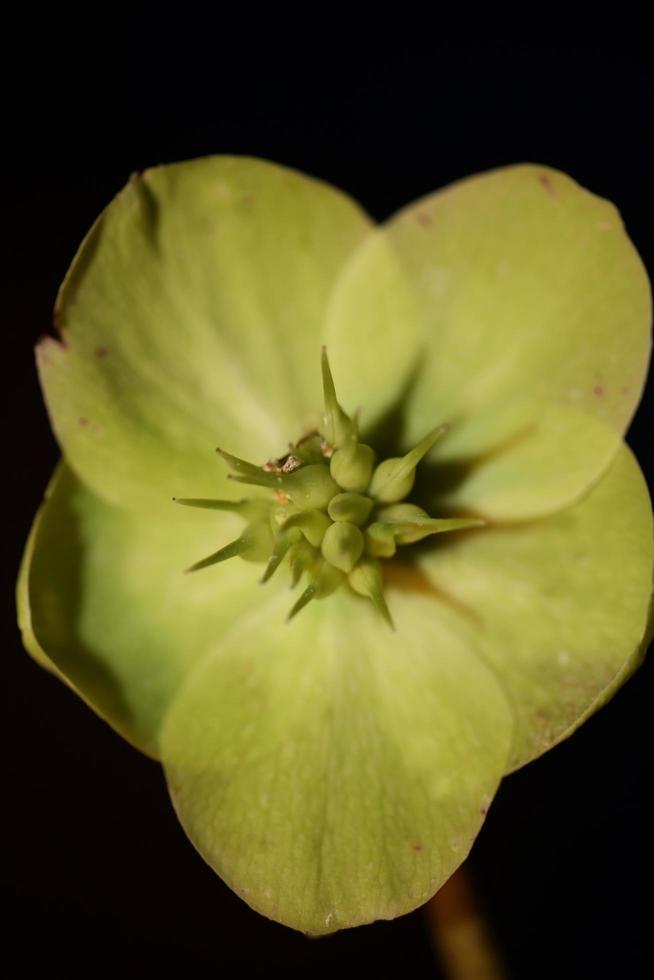 flor amarela flor close up helleborus viridis família ranunculaceae impressões botânicas em tamanho grande de alta qualidade foto