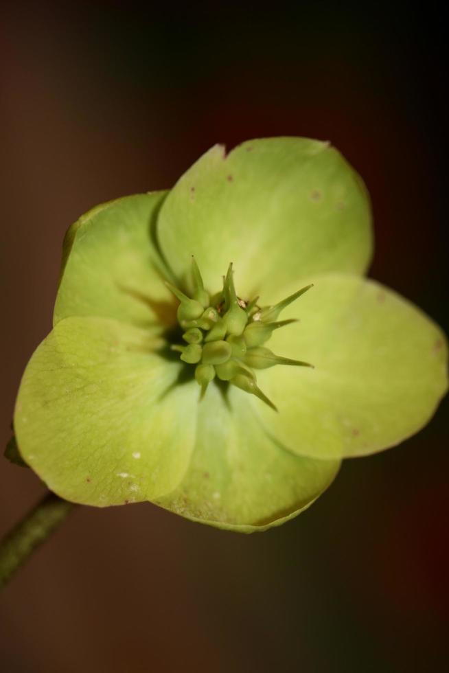 flor amarela flor close up helleborus viridis família ranunculaceae impressões botânicas em tamanho grande de alta qualidade foto