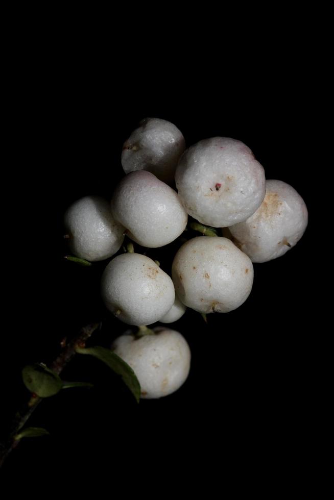 flor branca selvagem pequena fruta close up fundo botânico symphoricarpos orbiculatus família caprifoliaceae tamanho grande impressão de alta qualidade foto