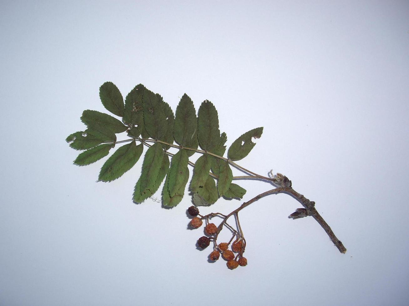 folhas secas de árvores e plantas herbárias em fundo branco foto