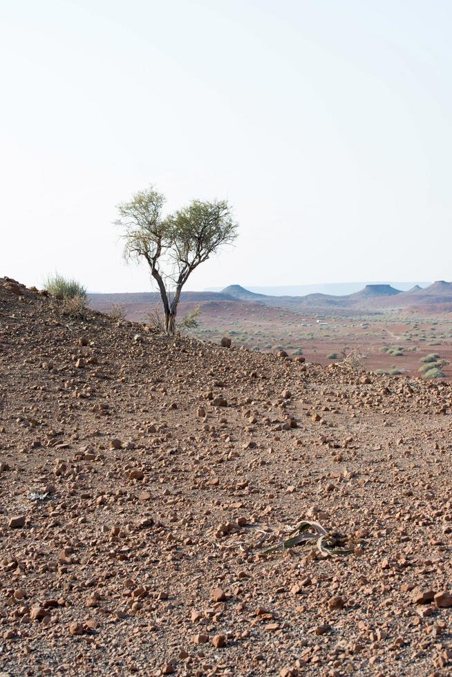 bela paisagem com uma única árvore em damaraland, namíbia foto