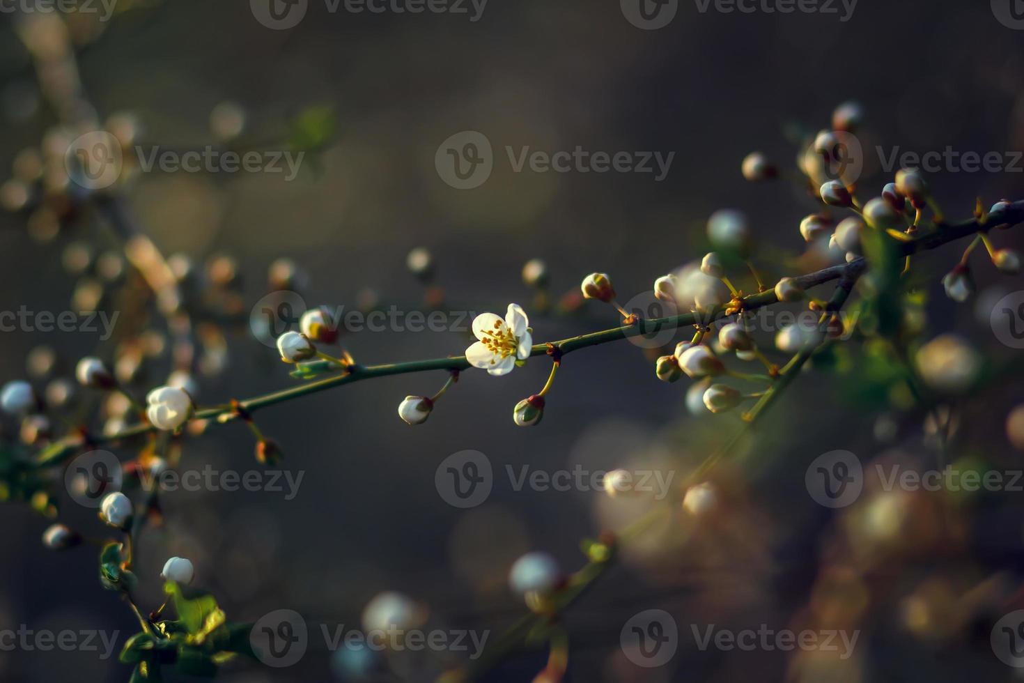 flor de cerejeira na primavera para plano de fundo ou copie o espaço para texto. foco suave foto