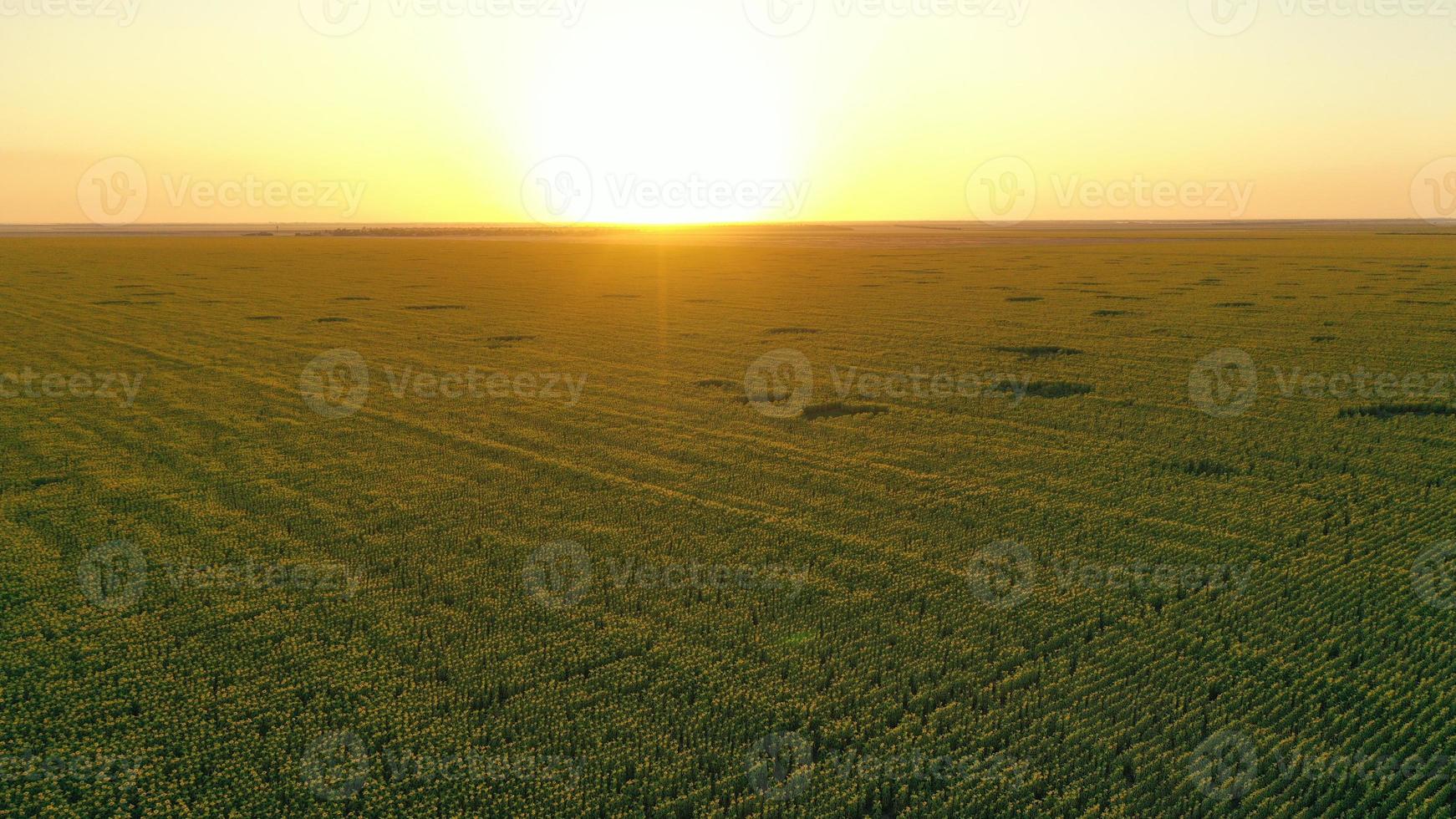 vista aérea de um grande campo de girassóis florescendo com uma bela cor dourada no pôr do sol foto